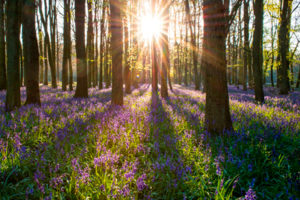 foret-champs-fleurie-energie